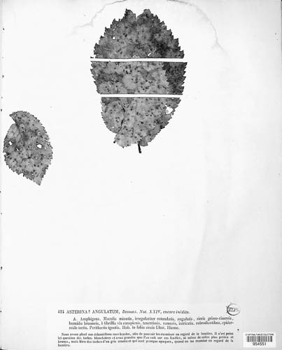 Asterina angulata image